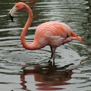 кубинско фламинго