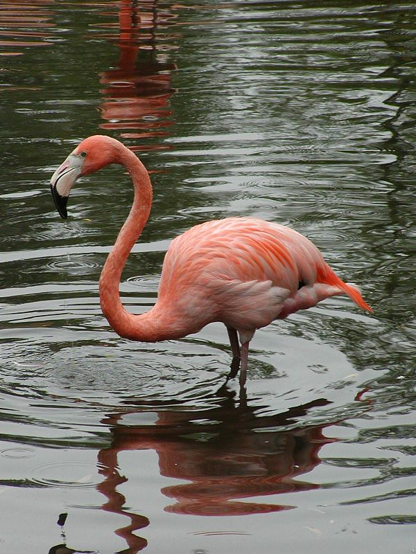 Kuba Flamingo