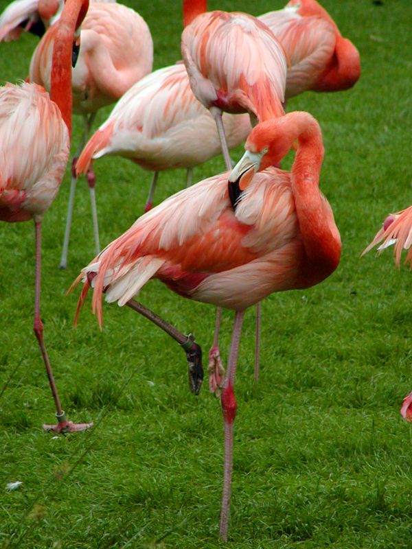 Kuba Flamingo