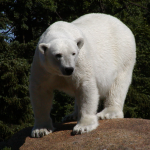 Бяла мечка - Берлинска зоологическа градина 2003 г