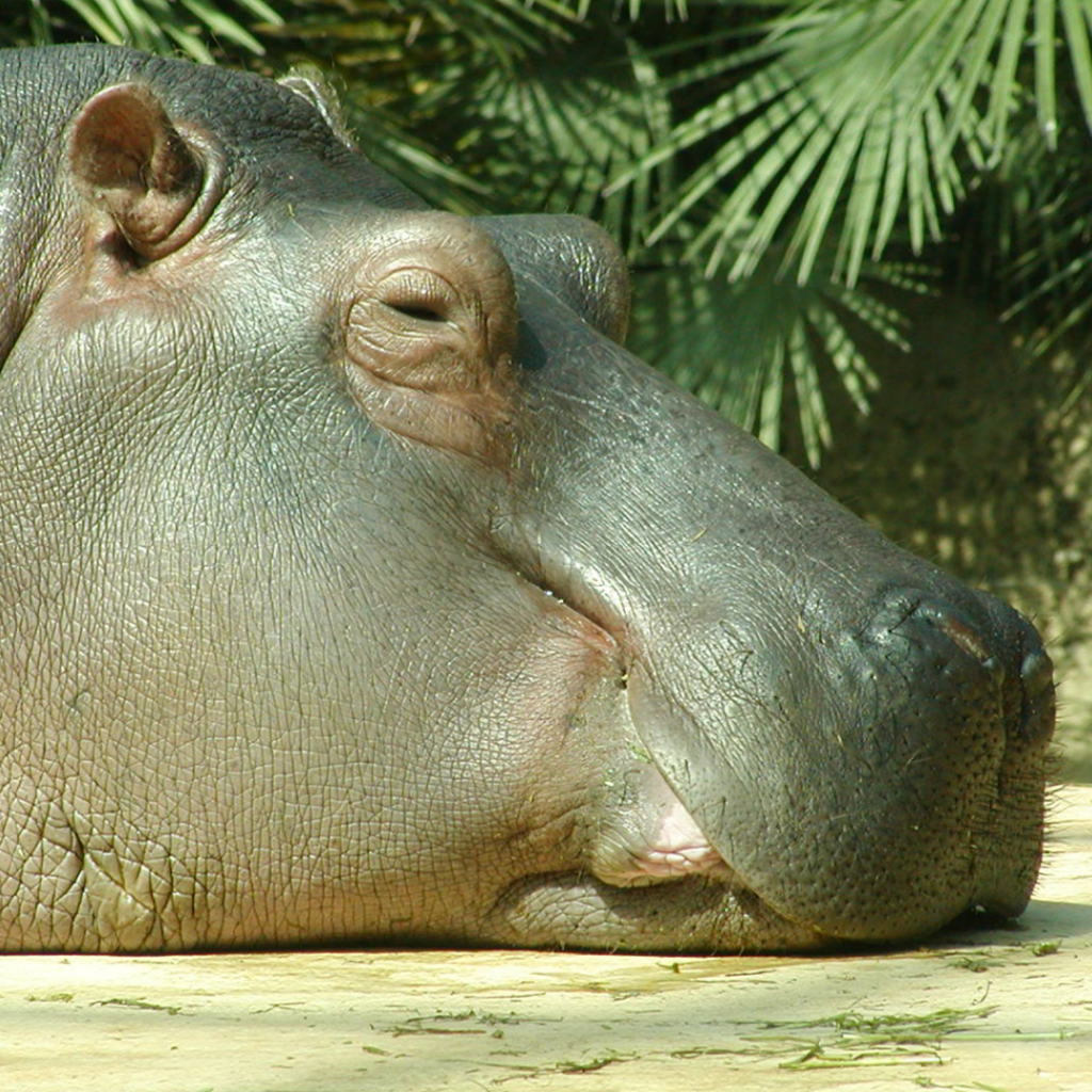Hippopotamus - Berlin Zoo 2003