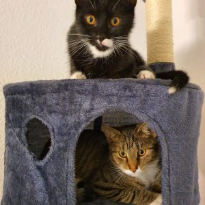 House at the Cat Tower