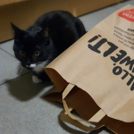 Papírová taška jako hračka pro kočku