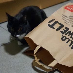 Хартиена торба като играчка за котка