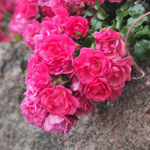 Růže v Klütz červenec 2020