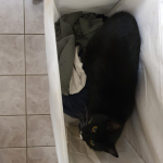 Виждали ли сте някога котка в мръсното пране?