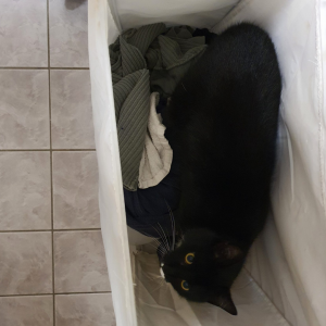Už jste někdy viděli kočku ve špinavém prádle?