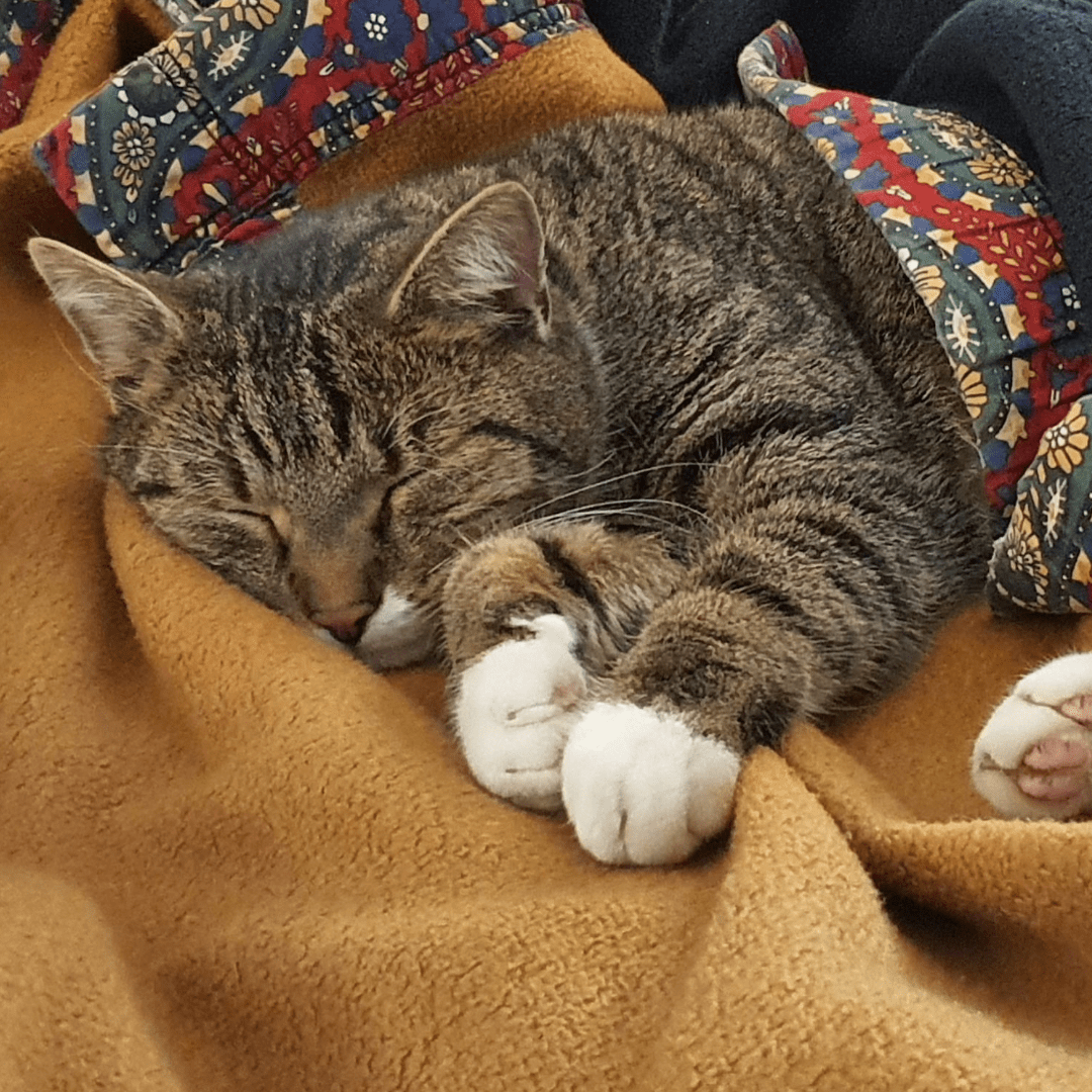 Zugedeckt kuschlig´ warm