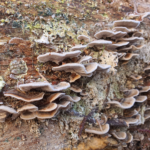 Waldspaziergang Brieselang - Dezember 2020 - Pilze am Baumstamm