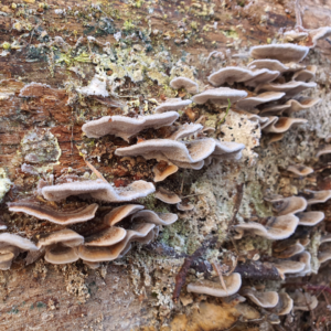 Waldspaziergang Brieselang - Dezember 2020 - Pilze am Baumstamm