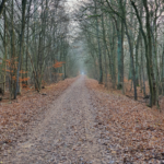 Lesní procházka Brieselang - prosinec 2020 - Lesní cesta