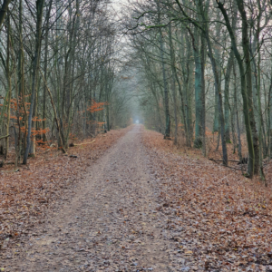 Lesní procházka Brieselang - prosinec 2020 - Lesní cesta