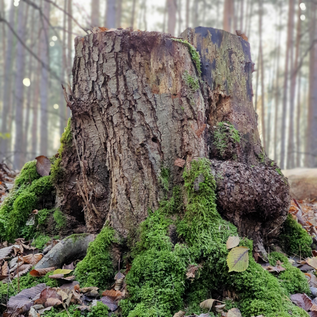 Waldspaziergang Brieselang - Dezember 2020 - Baumstumpf