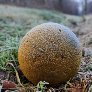 Waldspaziergang Brieselang - Dezember 2020 - gefrorener Spielball