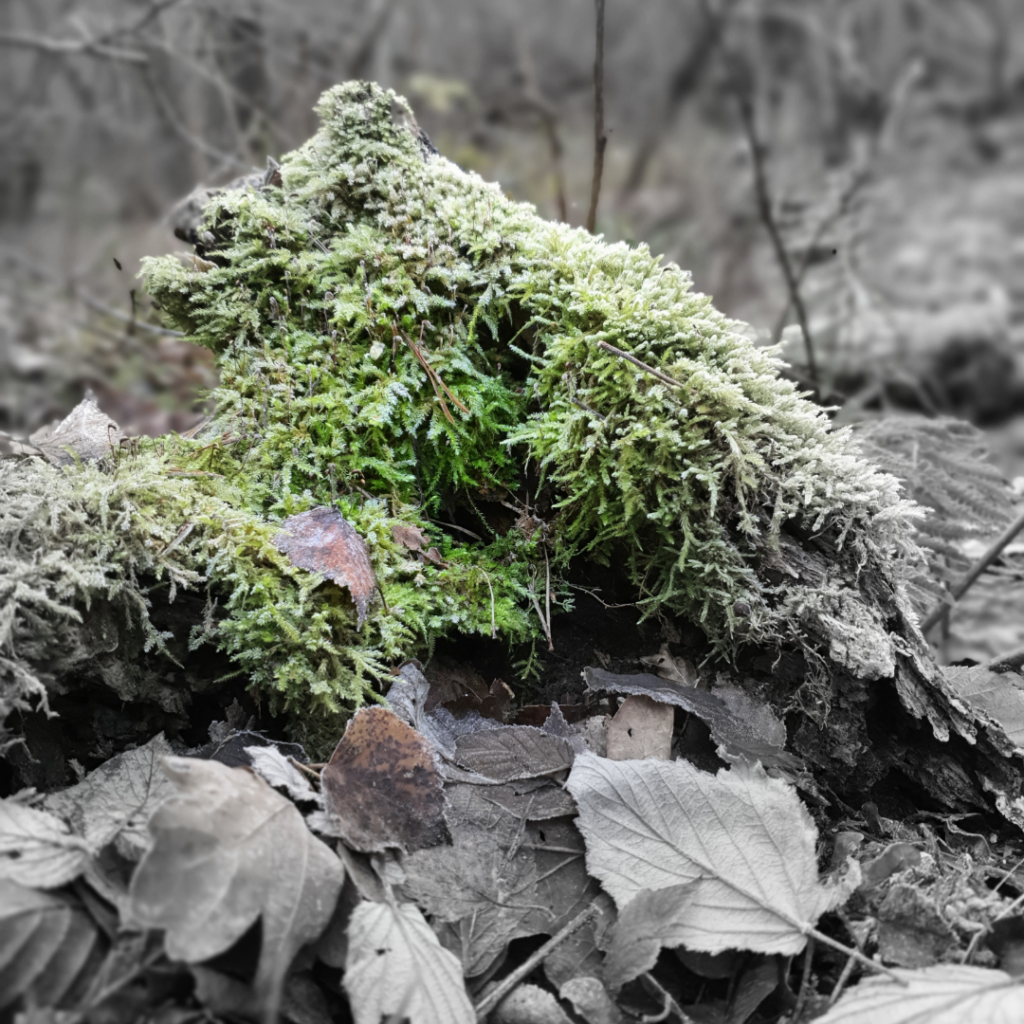 Waldspaziergang Brieselang - Dezember 2020 - Blätter mit Moos