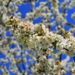 Kirschblüte April 2020