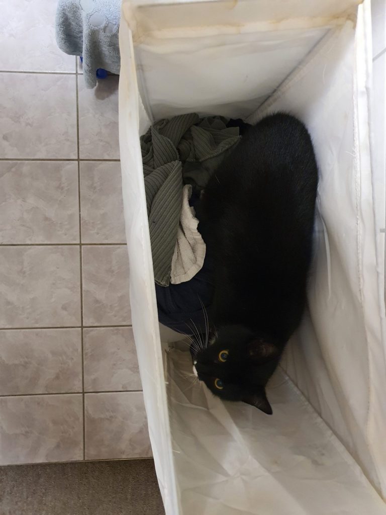 Už jste někdy viděli kočku ve špinavém prádle?