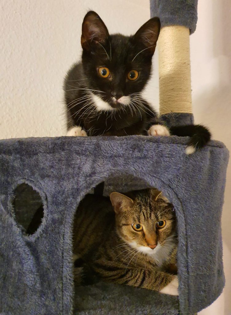 Casa alla Torre dei Gatti