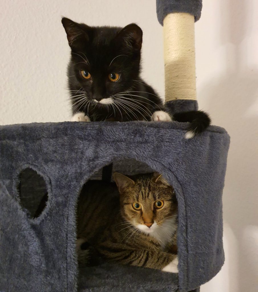 Casa alla Torre dei Gatti