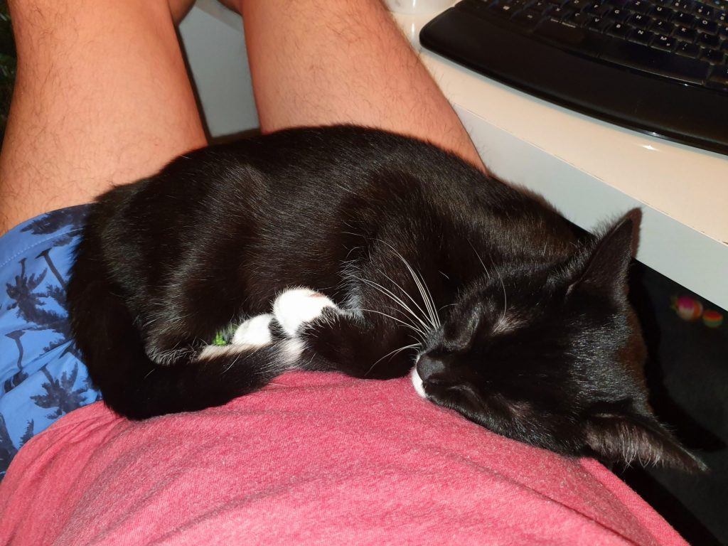 Dicker Bauch zum ankuscheln