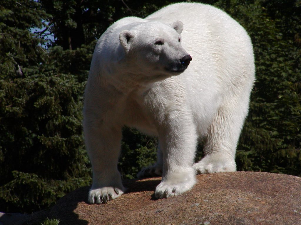 Lední medvěd - Berlínská zoo 2003