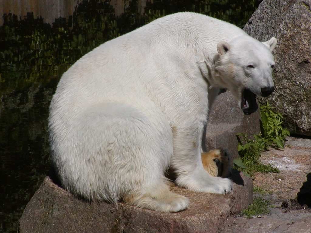 Lední medvěd - Berlínská zoo 2003