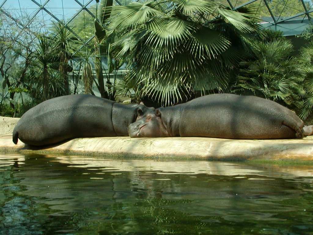 Хипопотам - Берлинска зоологическа градина 2003 г