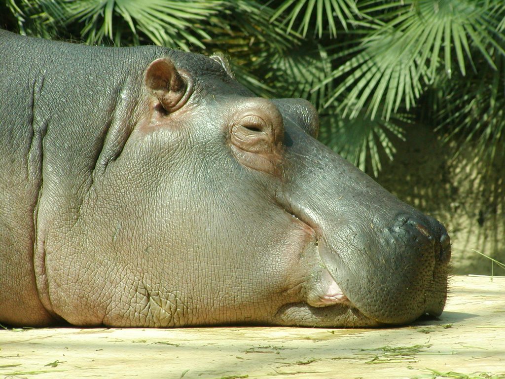 Flusspferd - Berliner Zoo 2003
