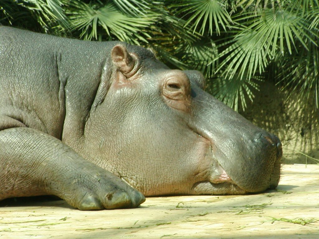 Хипопотам - Берлинска зоологическа градина 2003 г