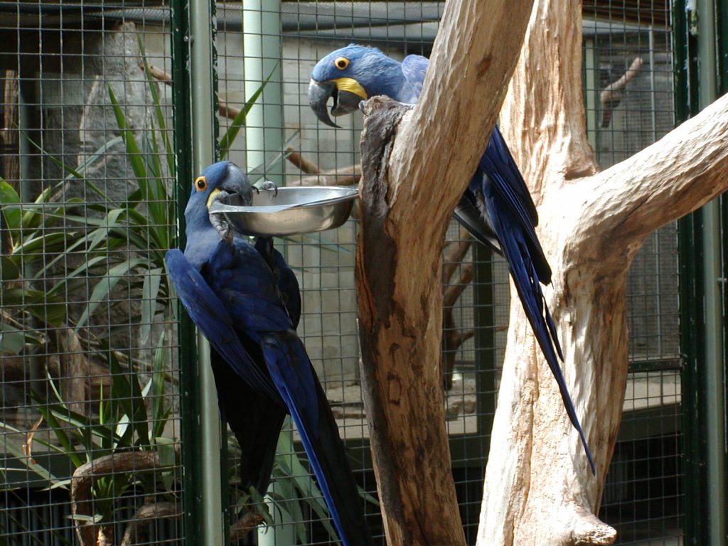 Hyazinth-Ara - Berliner Zoo 2003