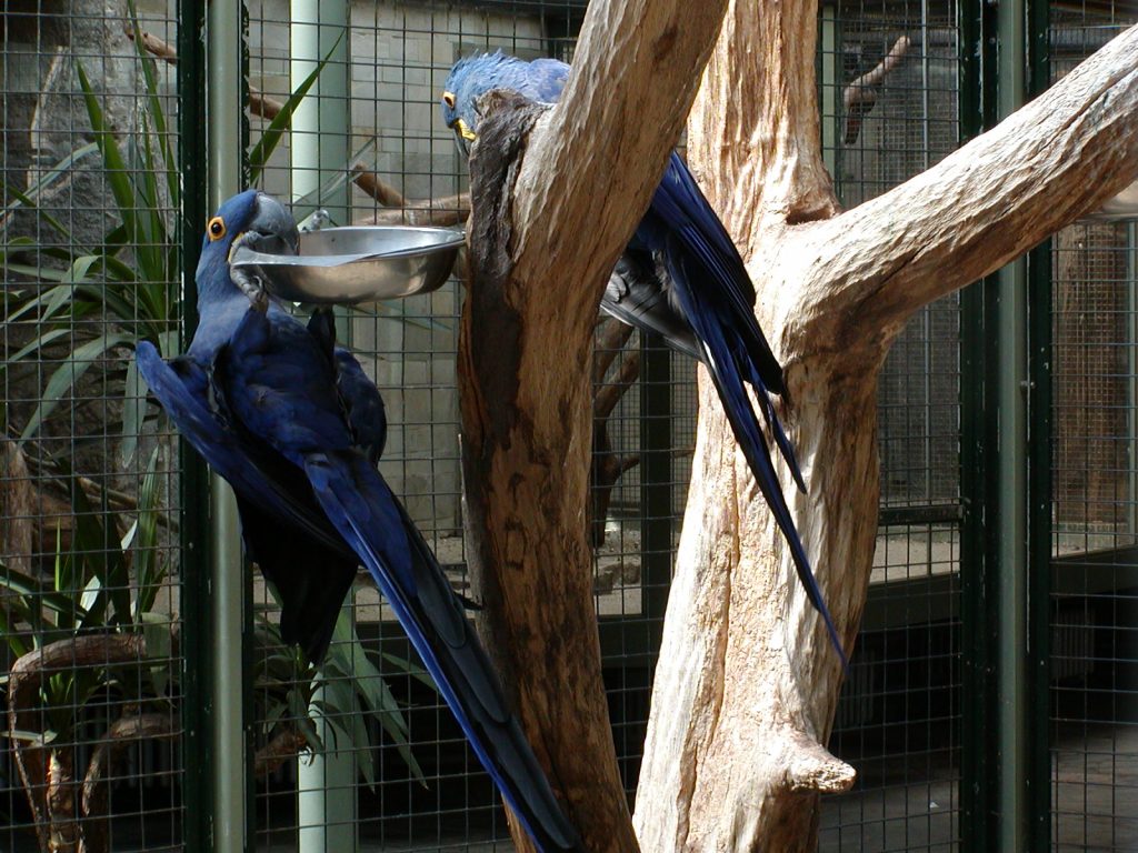 Хиацинтов ара - Берлинска зоологическа градина 2003 г