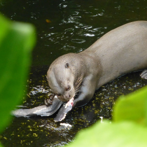Zoo Leipig Juli 2015 - Otter