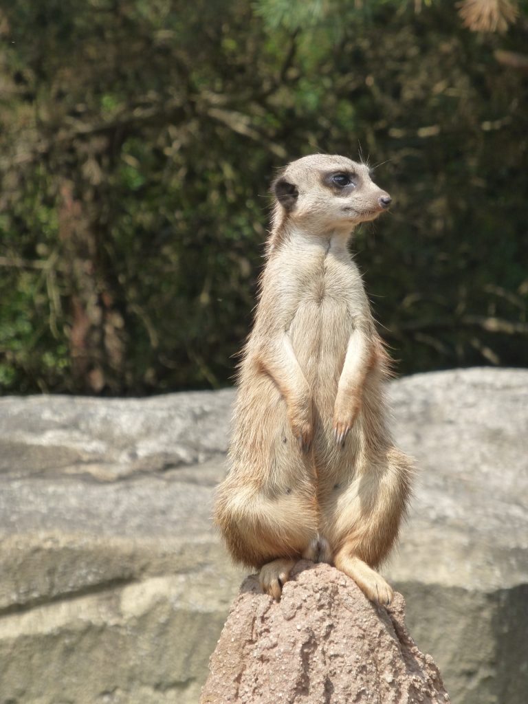 Zoo Lipsko červenec 2015 – Surikaty