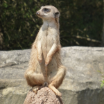Зоопарк Лайпциг юли 2015 г. - Сурикати