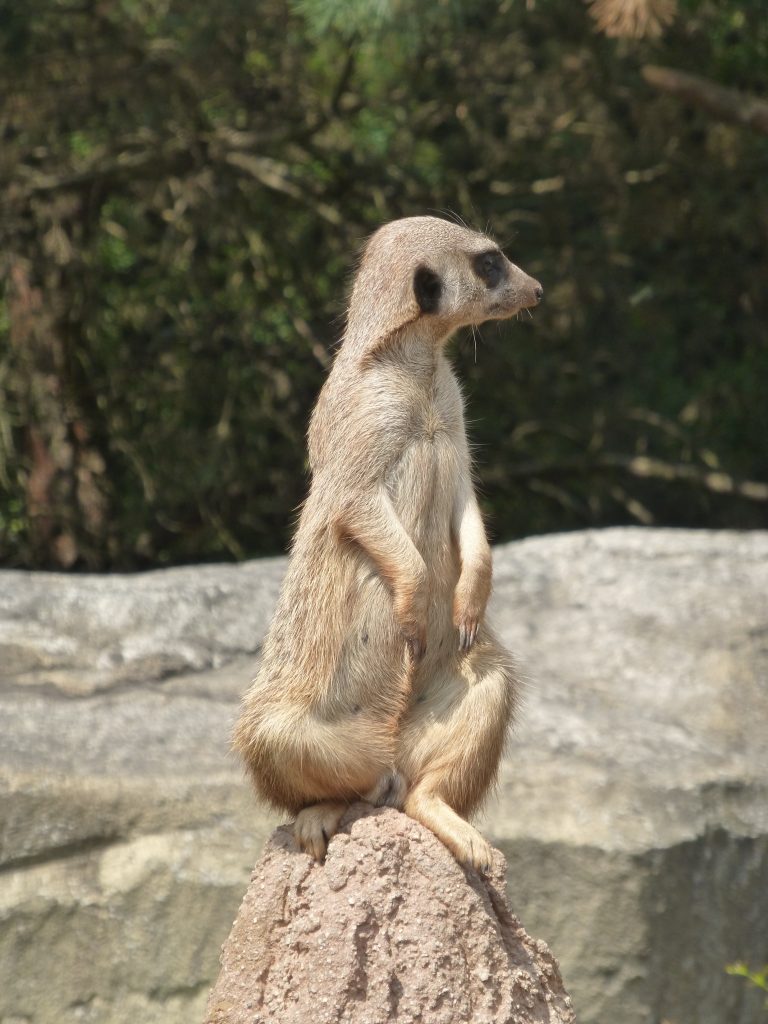 Zoo Leipzig Juli 2015 - Erdmännchen