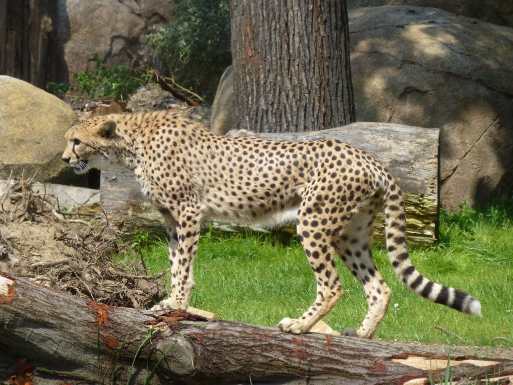 Zoo Lipsko červenec 2015 – Gepard