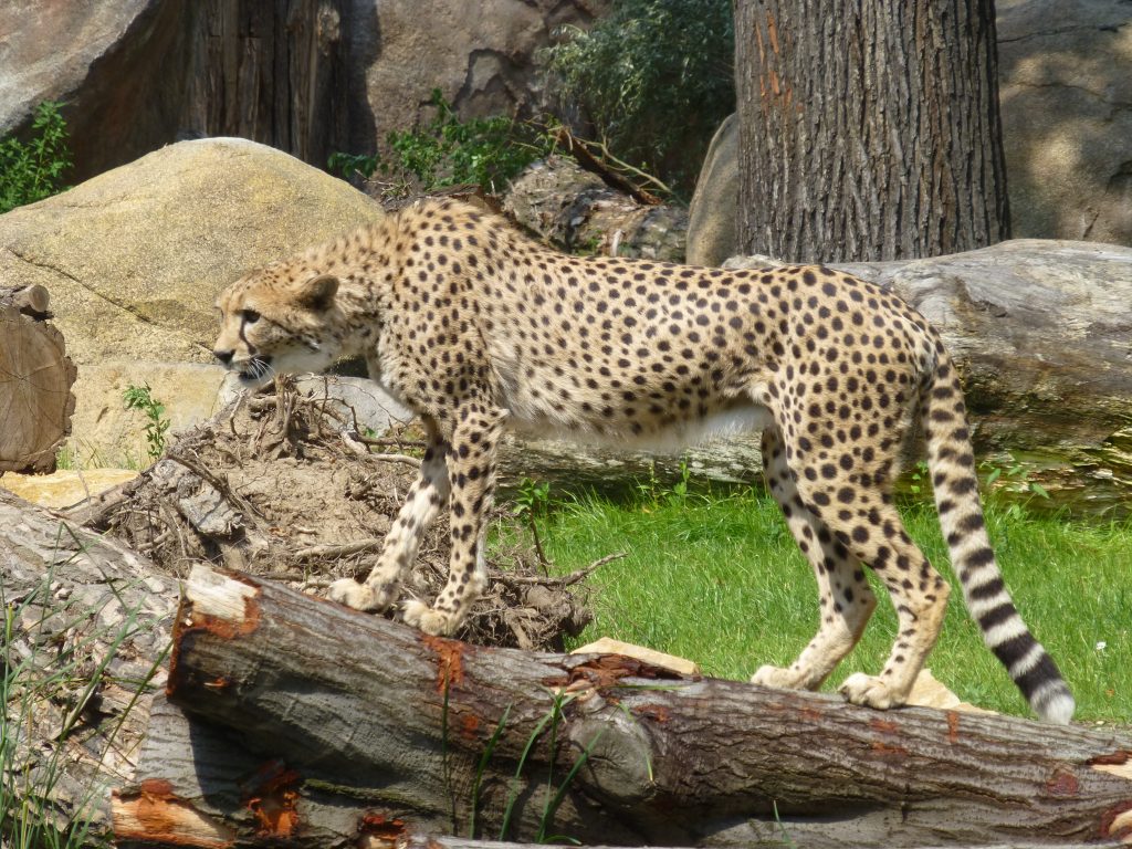 Zoo Leipzig Juli 2015 - Gepard
