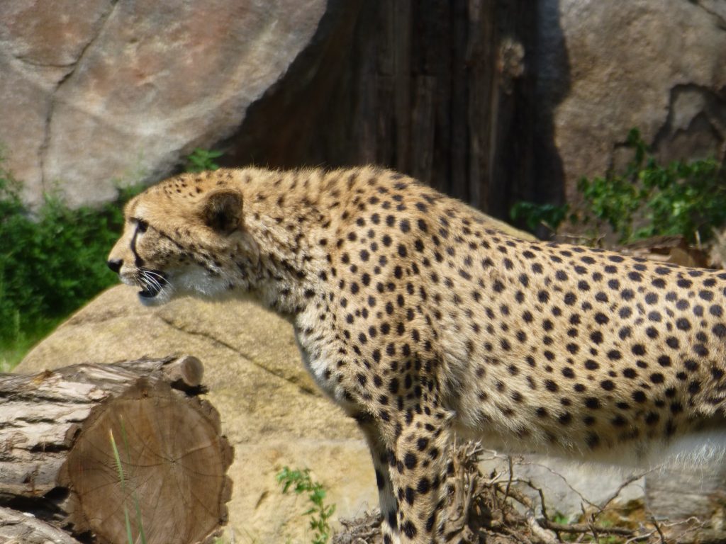 Zoo Leipzig Juli 2015 - Gepard