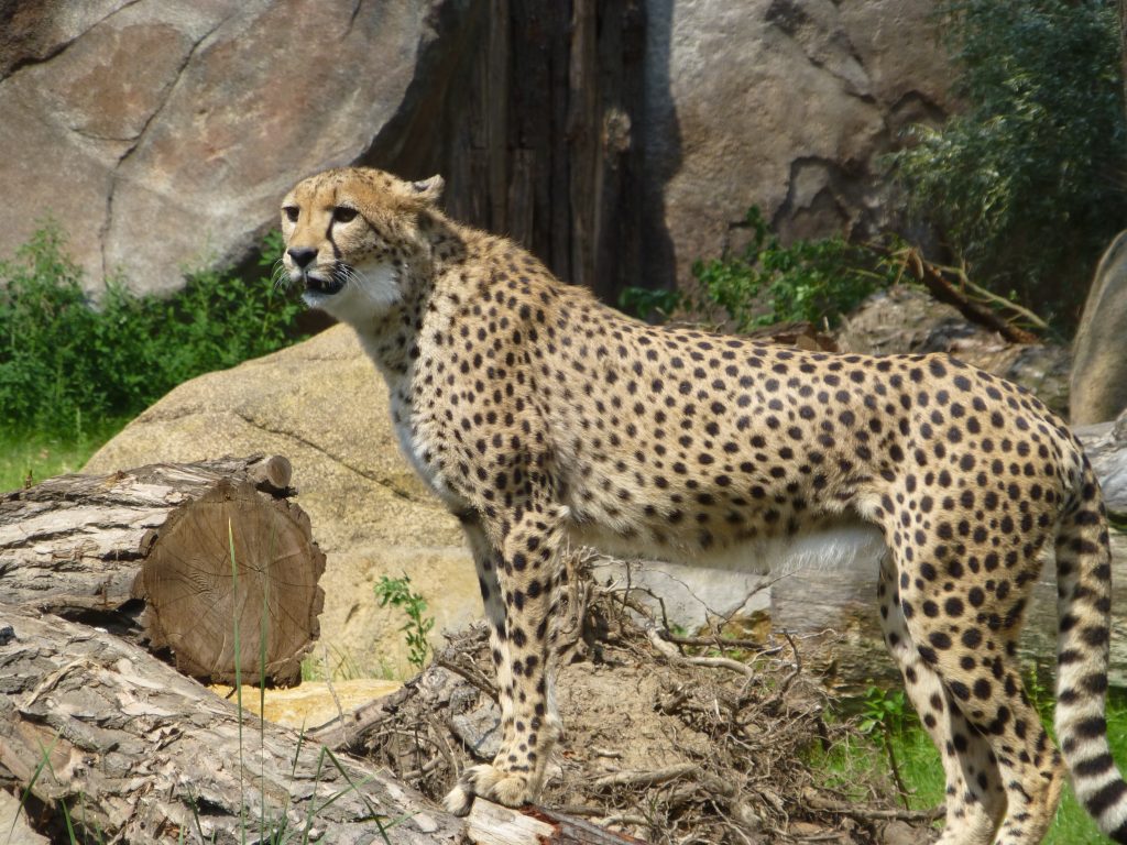 Zoo Lipsko červenec 2015 – Gepard