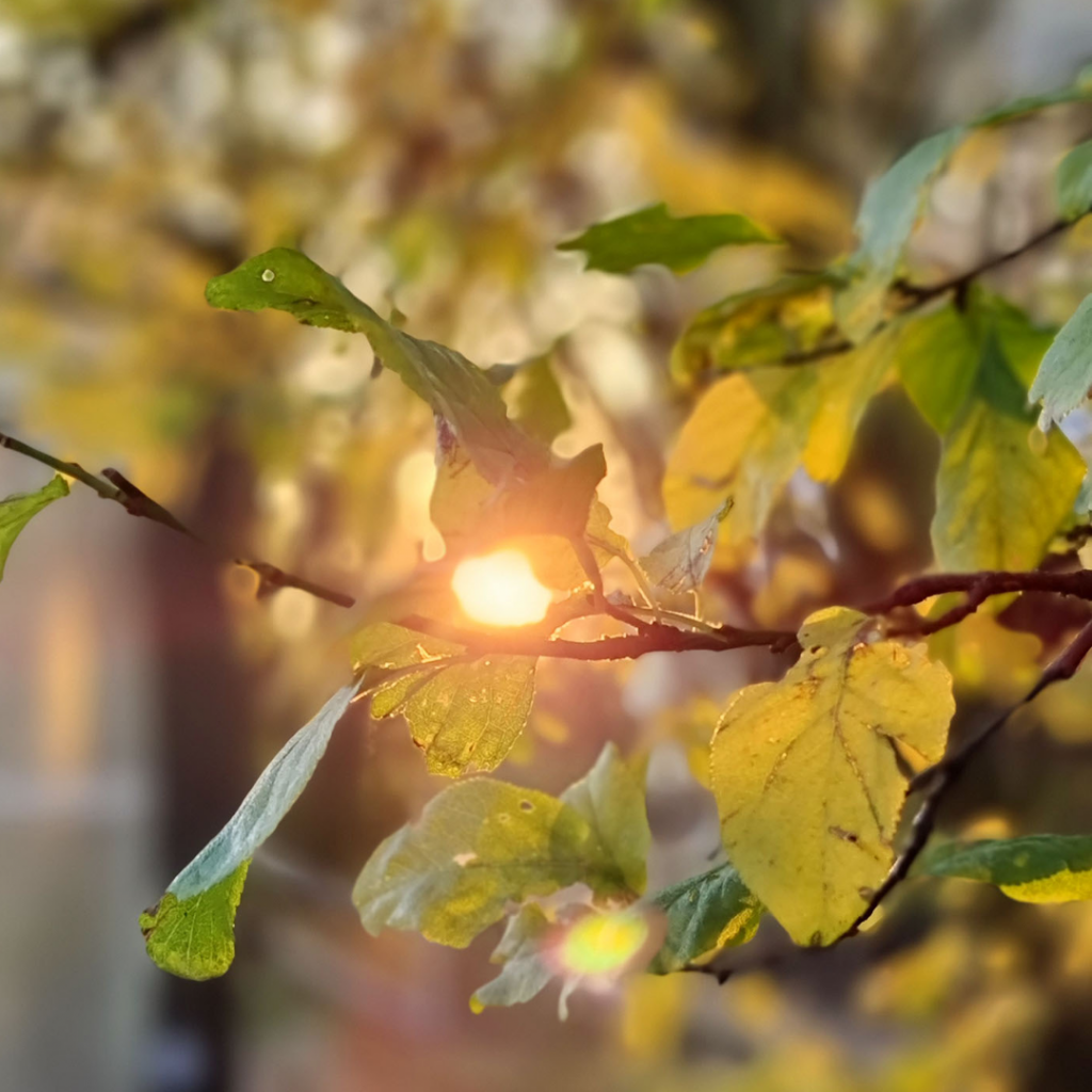 Listí při východu slunce