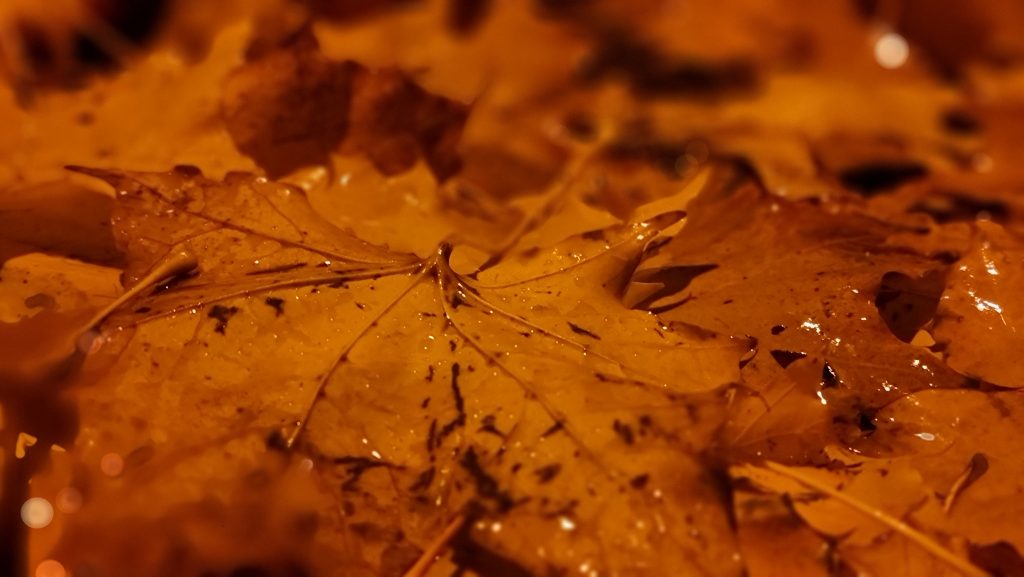 Herbstblätter bei Regen