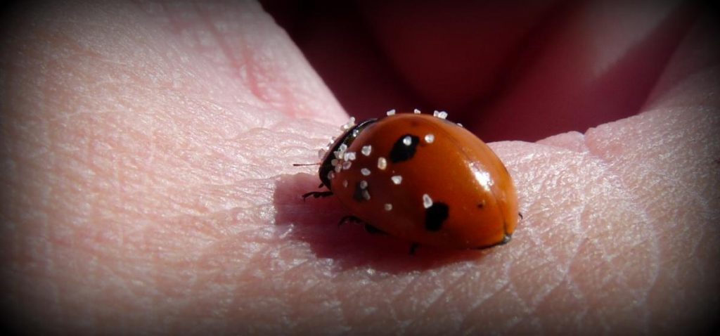 ladybugs on the beach