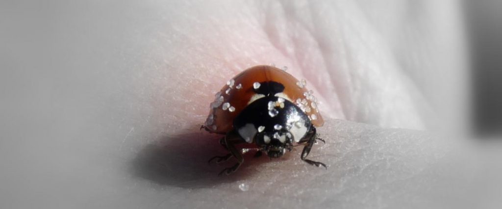 ladybugs on the beach