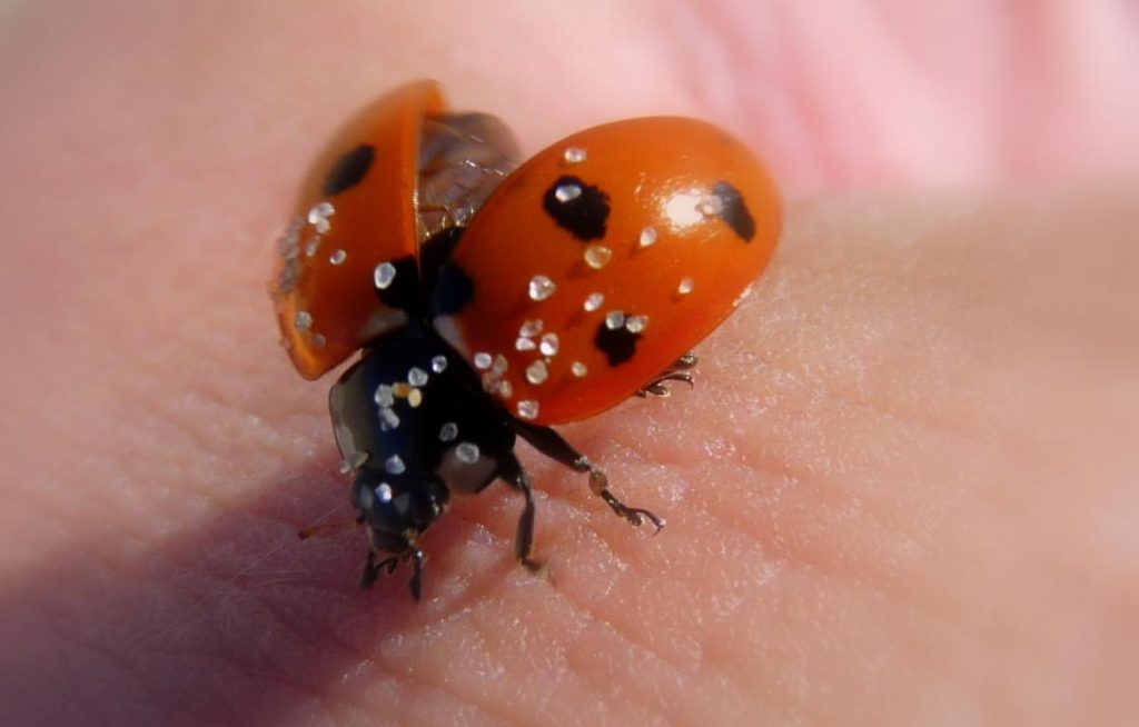 ladybugs air an tràigh