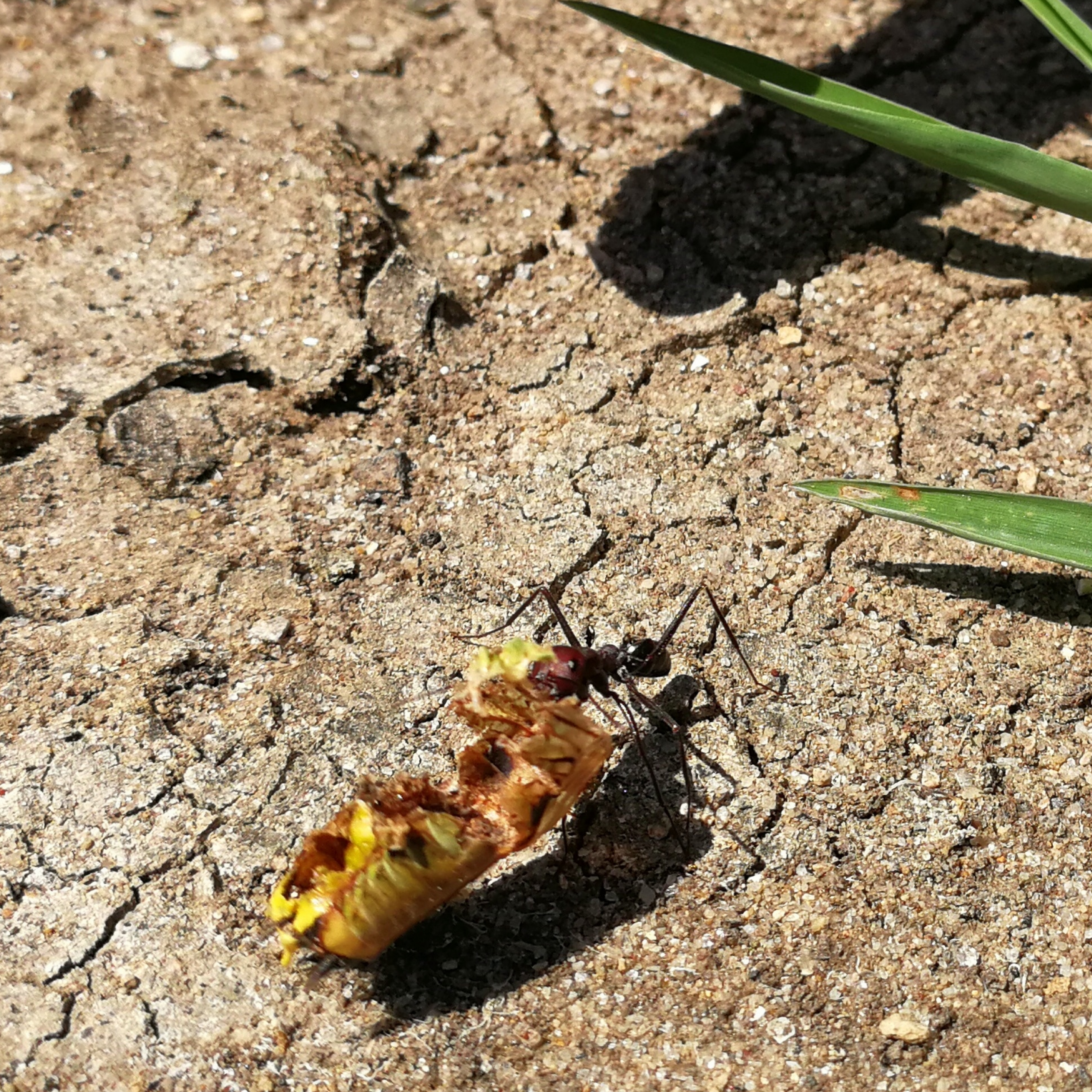 Ameisen auf Futtersuche 2 - Grecotel Royal Park Marmari (Urlaub 2018)