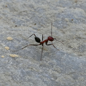 Shánění potravy mravenců – Grecotel Royal Park Marmari (dovolená 2018)