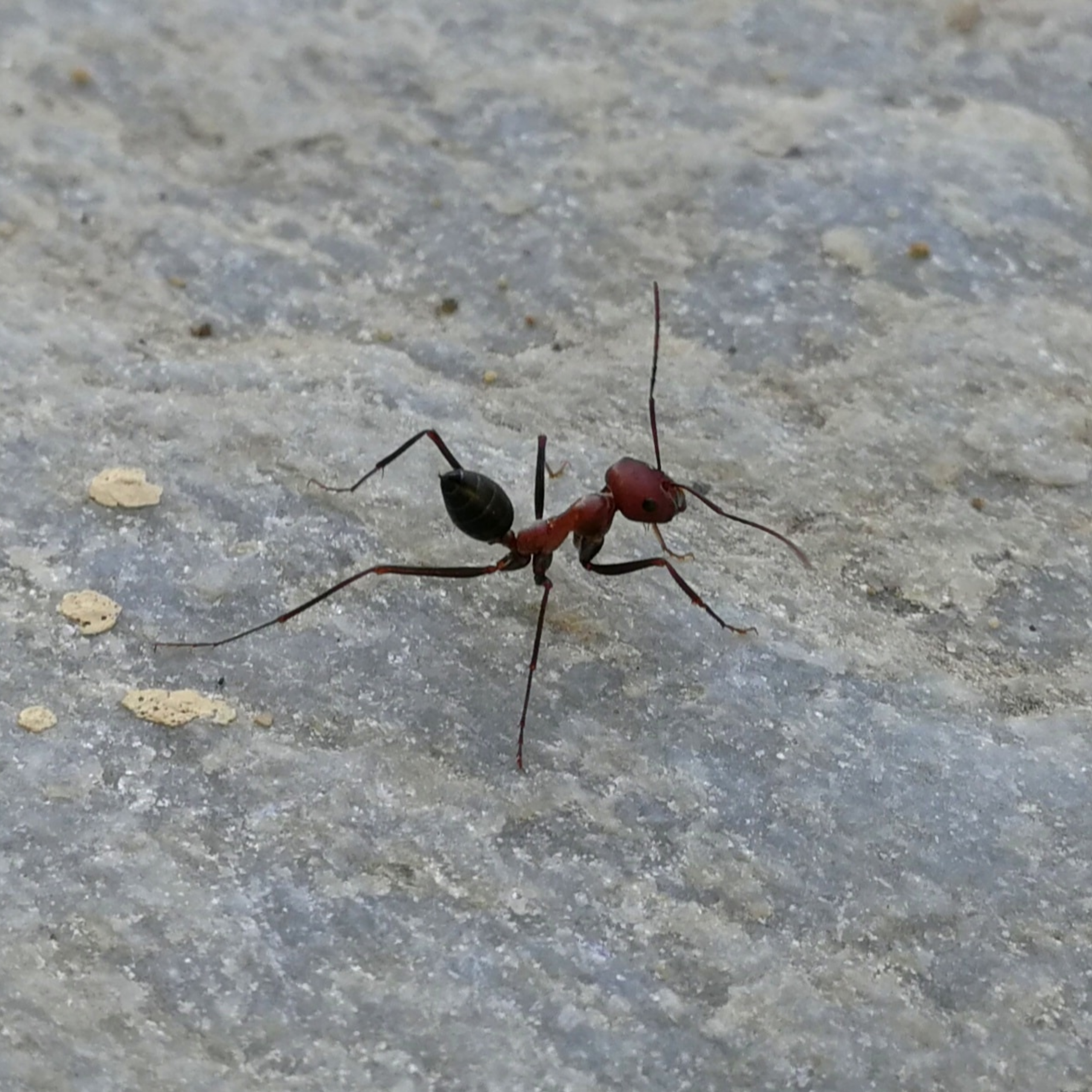 Forrageamento de formigas - Grecotel Royal Park Marmari (feriado 2018)