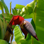 Bananenpflanze - Grecotel Royal Park Marmari (Urlaub 2018)