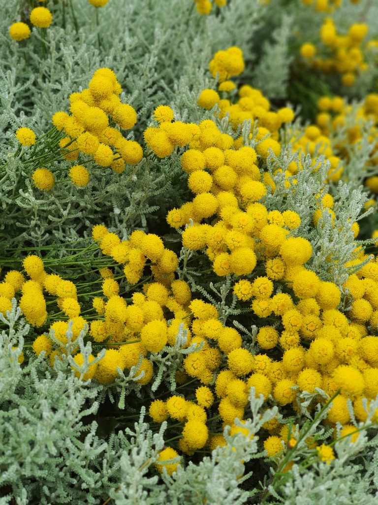Gelbe Pflanzen in Boltenhagen Juli 2020