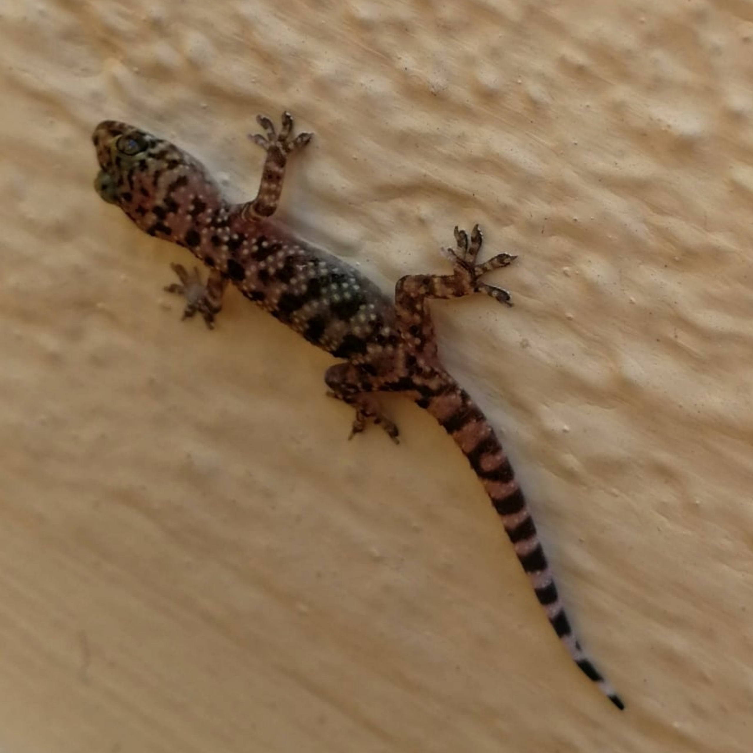 Gecko - Grecotel Royal Park Marmari (kỳ nghỉ 2018)